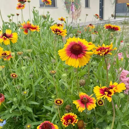 Il Giardino Di Sofia Oda ve Kahvaltı Piozzo