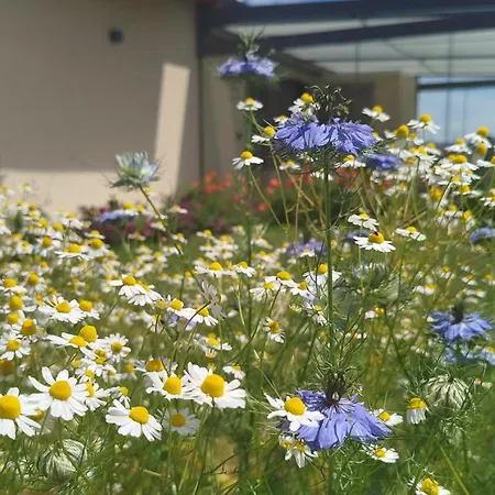 Il Giardino Di Sofia Piozzo