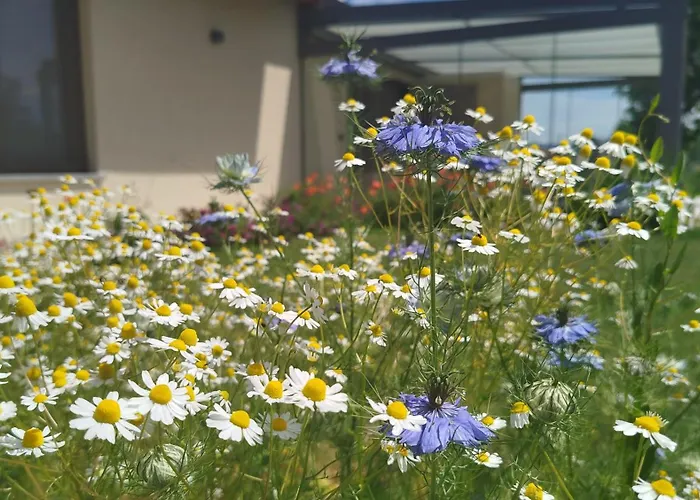 Il Giardino Di Sofia Piozzo
